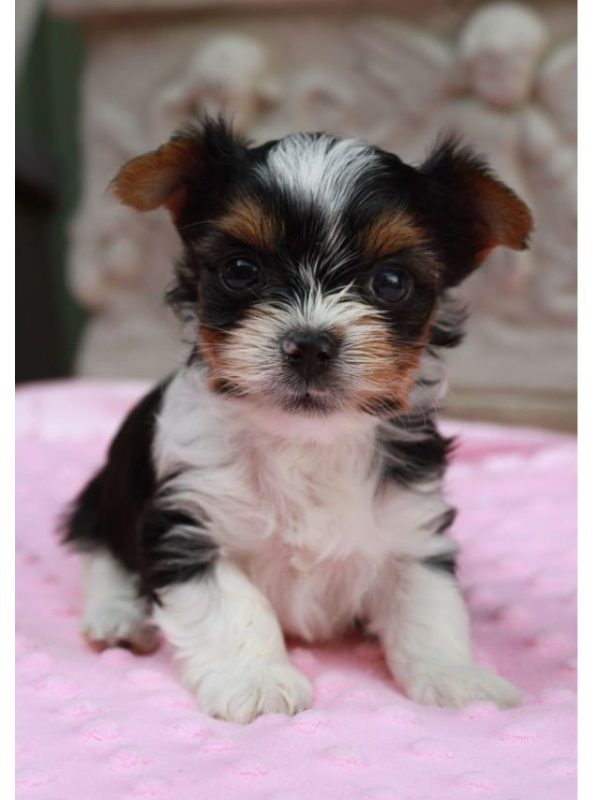 6a128fa8239edbf9c170feea6f6defa1