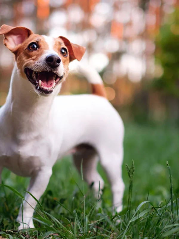 Jack-Russell-Terrier-FeaturedImage