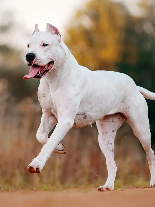 dogo-Argentino-dog