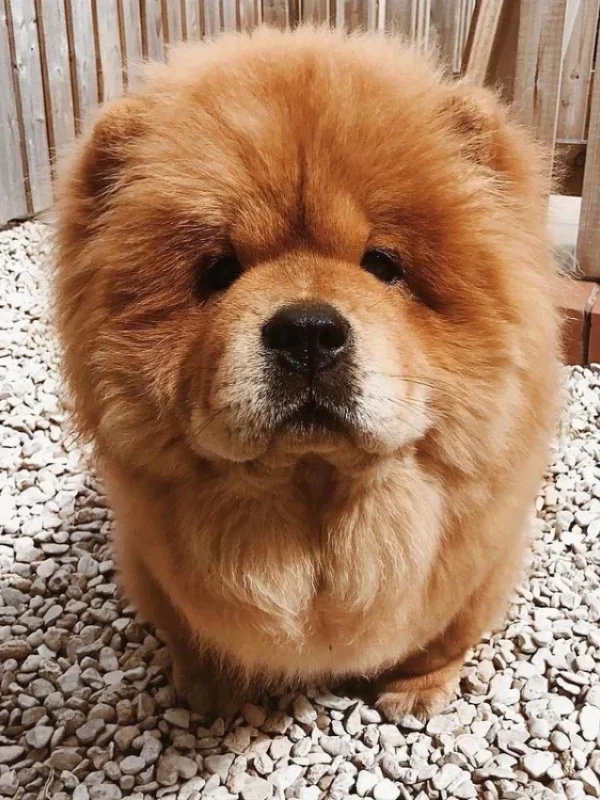 small-cute-chow-chow-dog-poster-multicolor-photo-paper-print-12-original-imagama45h7dhv5z